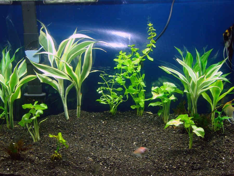 ID Unlabeled Plants. Suspected terrestrial plants. The Planted Tank Forum